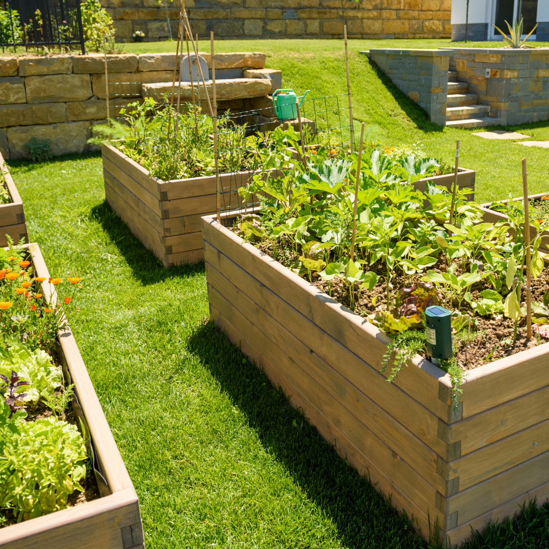 Create a Vegetable Garden